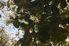 Buchanania cochinchinensis